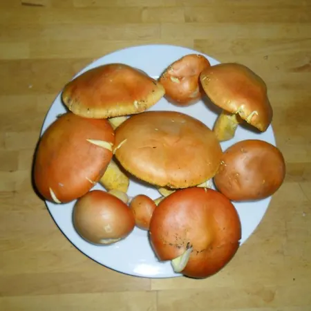 Frühstückspension Casa Annette